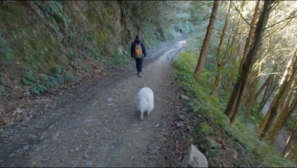 帶銀狐犬爬合歡溪步道上切3035峰後下梅松山出梅松山產業道路 2024.2.132426348