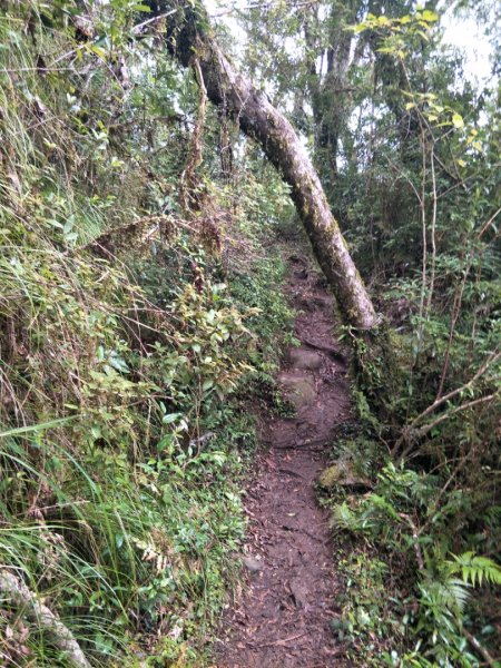 小百岳:都蘭山1567120