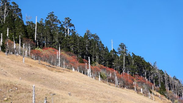 雪山黑森林直上甘木林山登雪主雪南過志佳陽下馬武霸兩日C型2758159