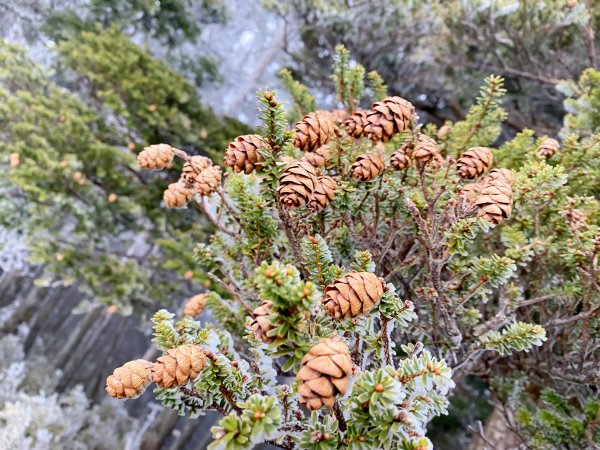 小關山海諾南山3日行--一路的霧淞美景D2  2022/1/121581056