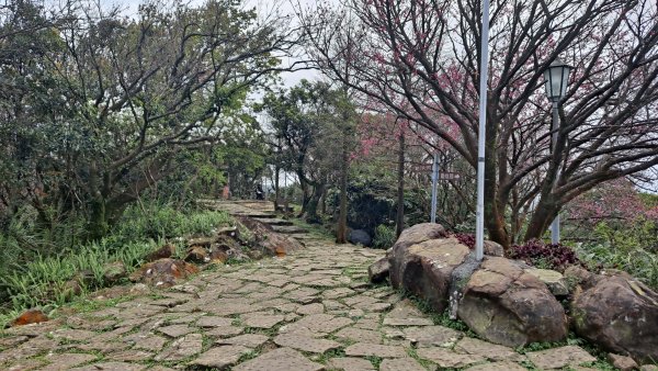 20240308汐止大尖山步道-四分尾山-耳空龜山2448630