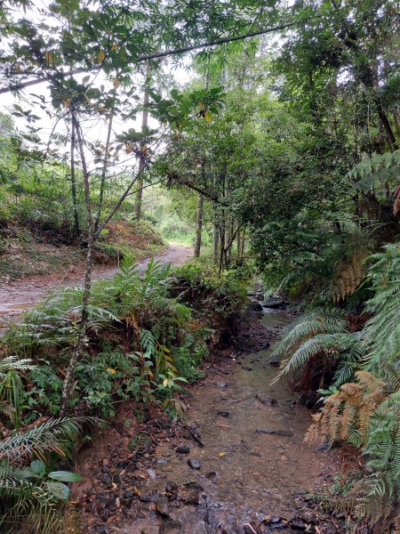 一日魚池三步道：澀水森林步道、魚池尖登山步道、金龍山步道202207021803883