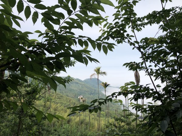 出水坑步道走四大天王山縱走、圓潭自然生態園區O型1699531