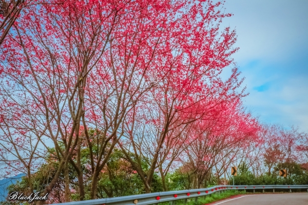 向天湖山的櫻花