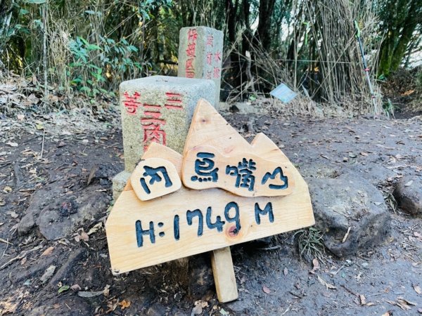 【內鳥嘴山】金黃色山毛櫸1202565