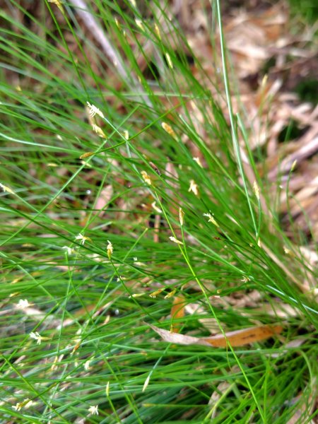 稍來小雪山國家步道、船型山、鞍馬山、鞍馬山東北峰、天池、雪山神木2799754