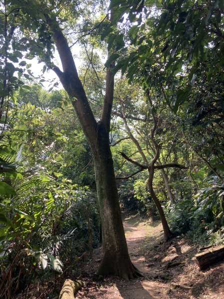 大棟山登山步道2496074