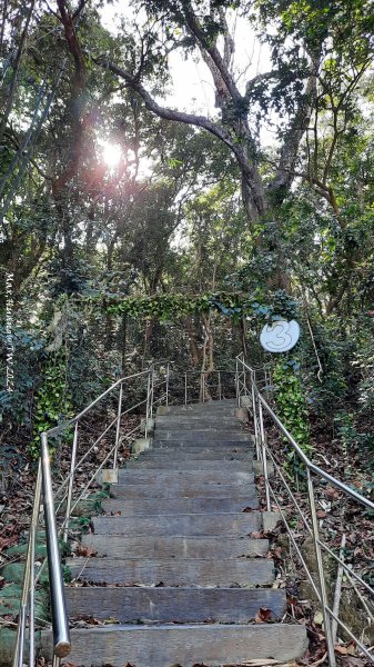 《彰化》富士櫻花｜花壇大嶺巷步道群及西來園（銀行山）登山步道202402132424697