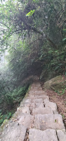 2023-11-25溪頭鳳凰山步道2361036