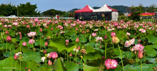 金山清水濕地 5/31 #牡丹蓮 #香水蓮2799989