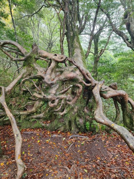 北得拉曼神木群連走內鳥嘴山2940206