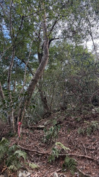 埔里六秀 《有勝山 2105m》2025 12/132961231