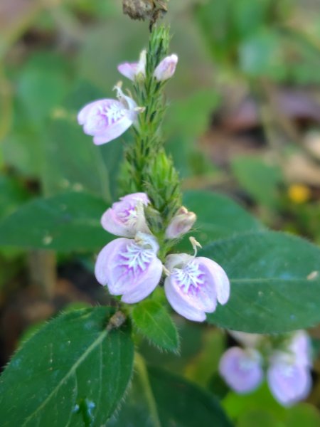 亞麻灣山 日湯真西南峰 亞麻灣山西峰2980008