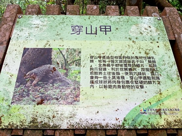 《親子樂遊翠山步道→小溪頭環狀步道→大崙頭尾山步道》【小百岳集起來】 #008 大崙頭山 H476m1698684