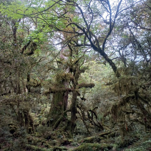 塔魔巴魔塔2698664