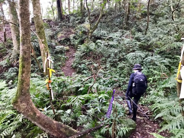 水田林道走蓮包山上外鳥嘴531799