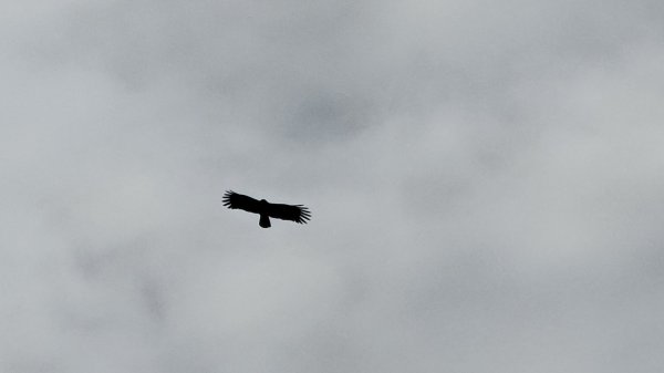 鳶嘴山+稍來神木2709869