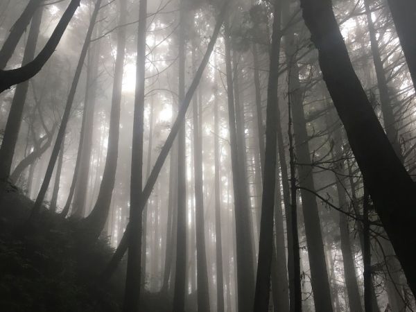 觀霧檜山巨木森林步道171720