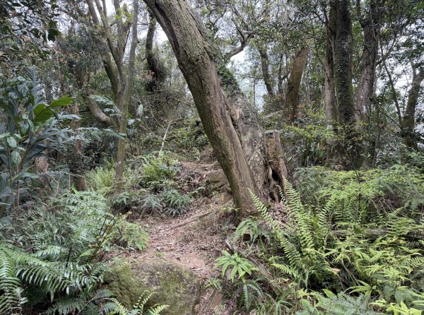 [微笑山線_第四段] 2026_0321 天上山系_十八羅漢岩3022117