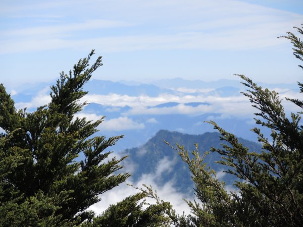 北大武山杜鵑林步道，喜多利斷崖及稜線鐵杉716724