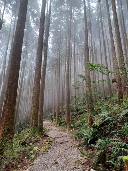 【台中和平】筆直的杉林.林相優美。 橫嶺山x沙連山P型2869058