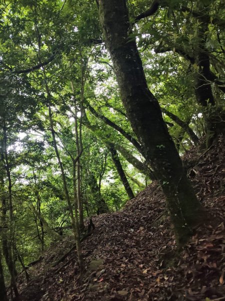 三角峰3055429