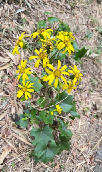 大屯山(小百岳# 001) &小油坑山2898879