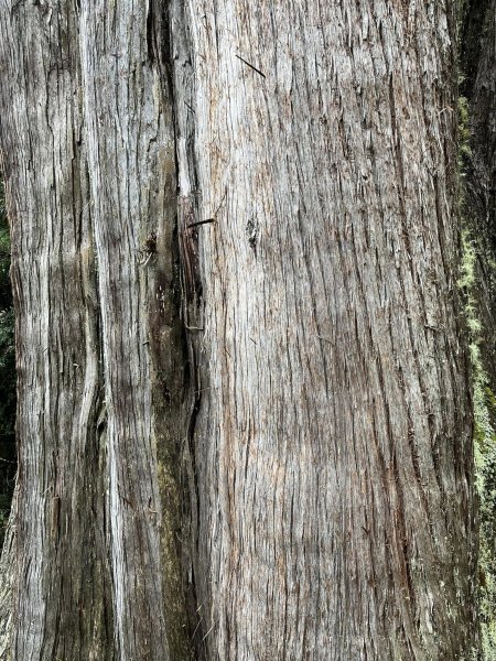 大雪山森林遊樂區2737496