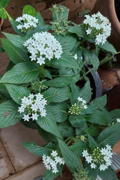 楓樹湖古道登面天北稜上面天山2782198