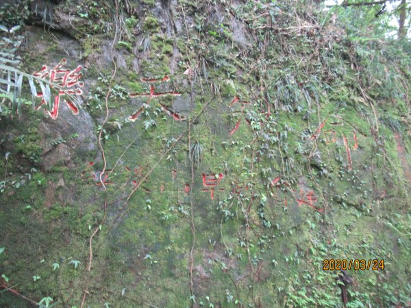 紅淡山步道907490