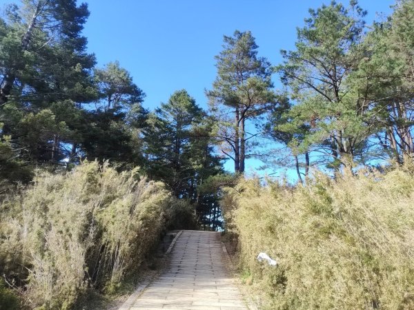 1141116麟趾山3098304