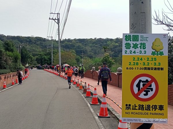 桃園龍潭大北坑休閒農業區觀賞魯冰花海→石門水庫風景區→溪洲公園2442934