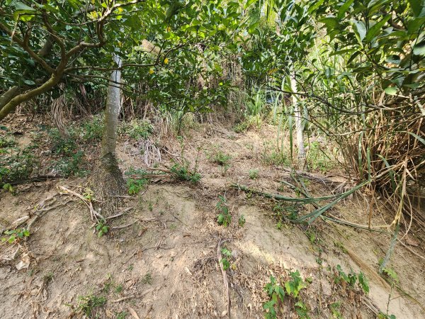 2026022面桶寮山小分林山大分林山3013042