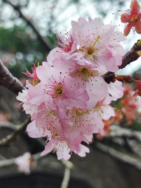 2026台北大縱走3014247