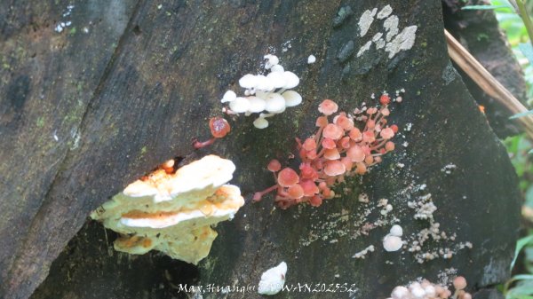 《雲林》望好望角｜石壁山嘉南雲峰步道(中側登山口）202506072805525