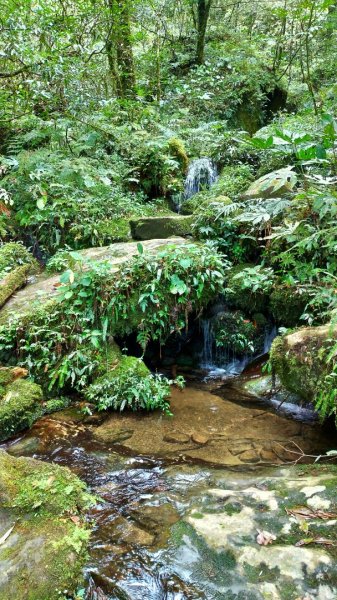 內鳥嘴山、北得拉曼長滿了【水晶蘭】895550