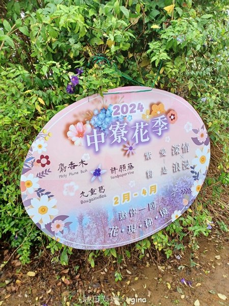 【南投中寮】粉紅山丘麝香木。 瑰蜜甜心玫瑰園2450449