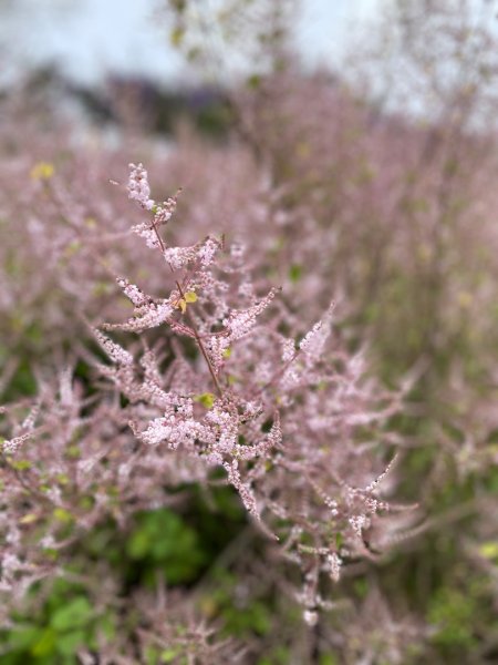 20250224 南投粉紅山丘麝香木秘境2743818