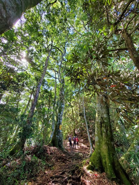 加里山大坪登山口P型縱走1108387