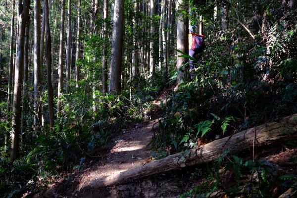新竹尖石鄉 高島縦走1280659