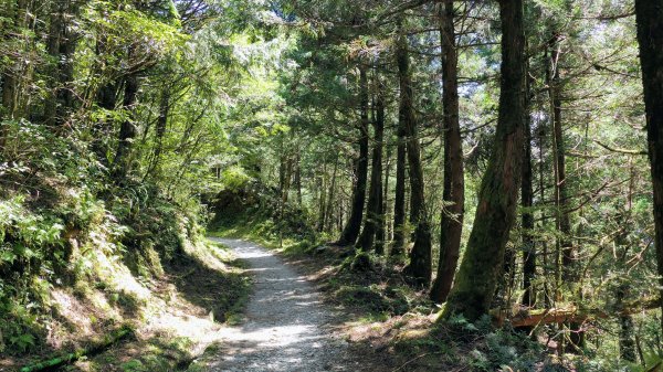 山毛櫸步道,望洋山步道2587702