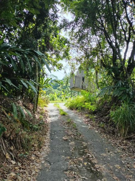 草屯「樹藤岩」台灣省政府圖根補點3131462