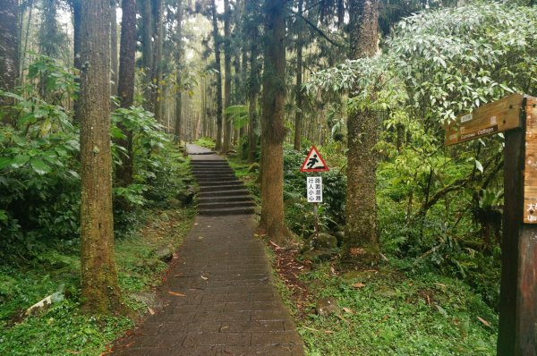 溪頭自然教育園區2016937