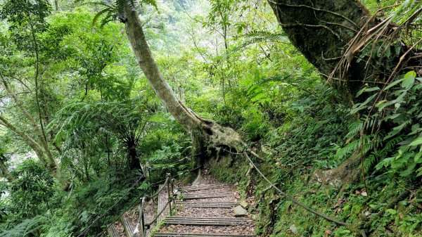 福山部落,內洞森遊區2552463