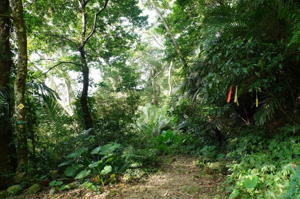 新竹 尖石 蓮包山、外鳥嘴山2914319
