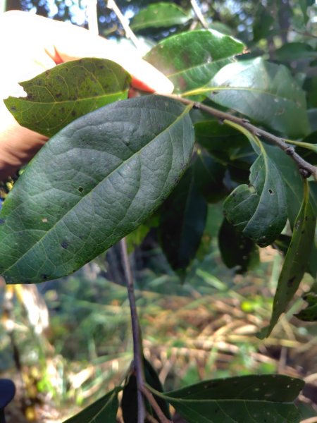 唐麻丹山 蝴蝶谷2918821