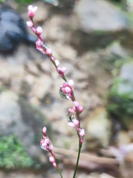 三貂嶺瀑布百大任務解鎖2957919