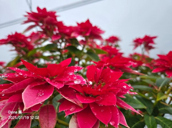 小百岳馬那邦山(H1407m)加碼採草莓2694685