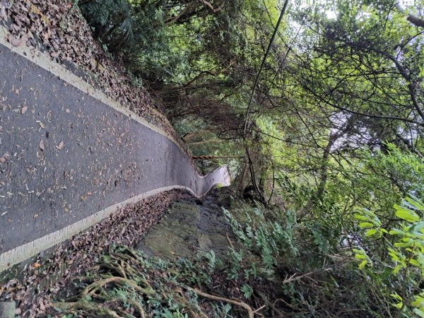 2026樟之細路：渡南，飛鳳,騎龍，茶亭，石山艮，獅山古道3115580