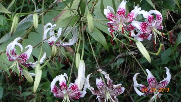 補考 - 艷紅鹿子百合656623